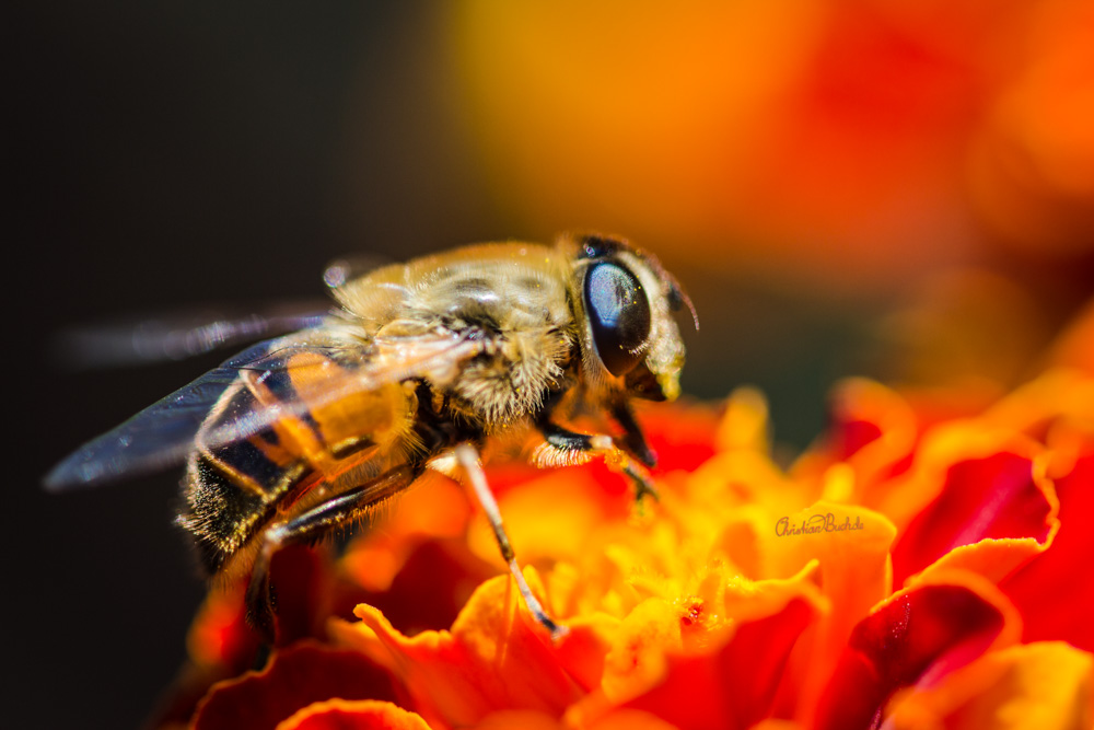 Biene auf einer Blume