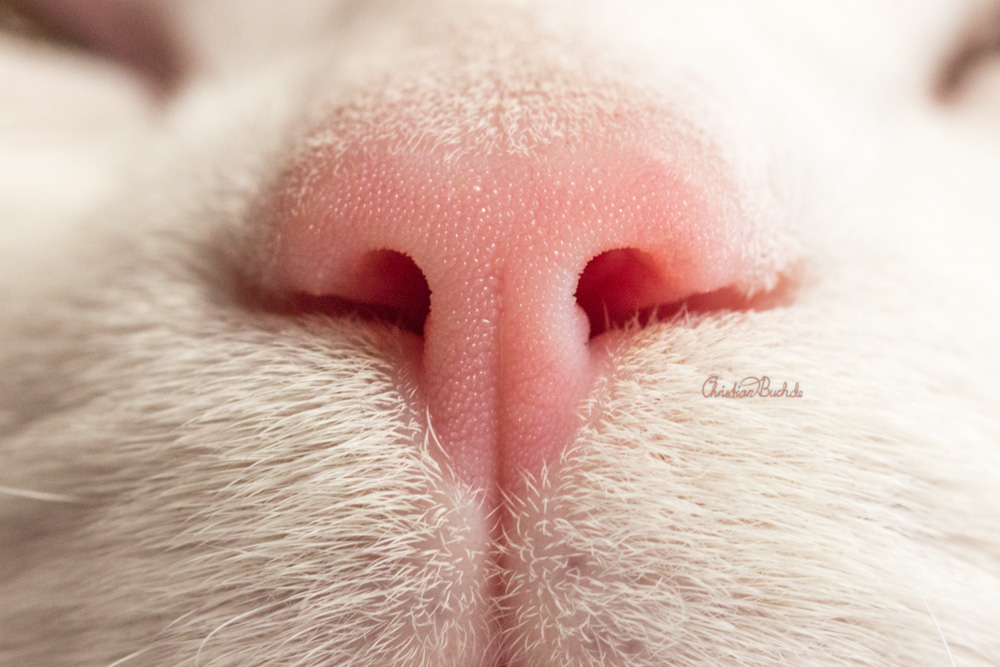 Nase einer Katze