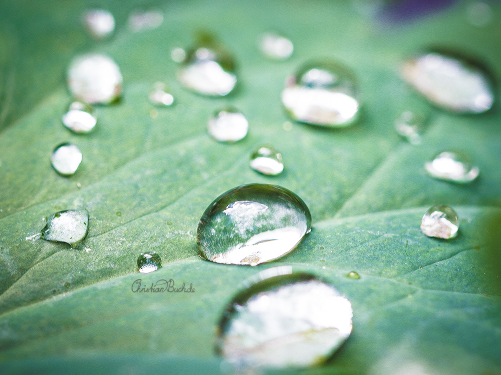 Wassertropfen auf einem Blatt