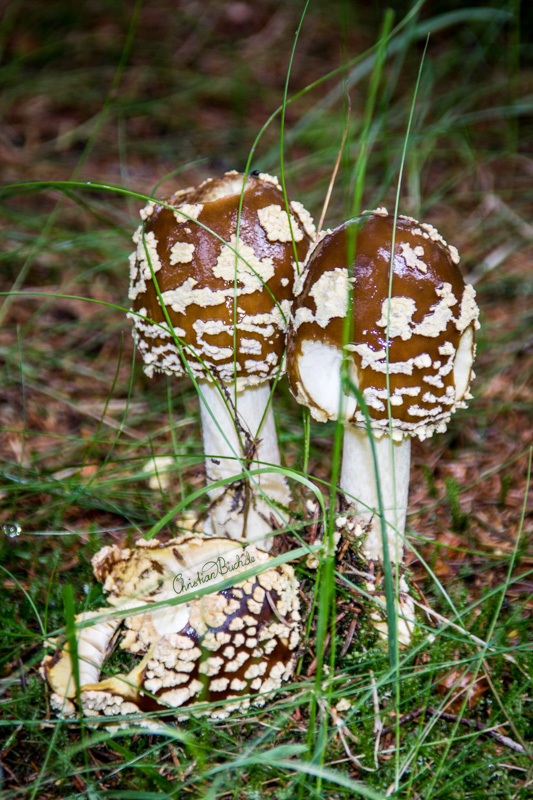 brauner Königsfliegenpilz